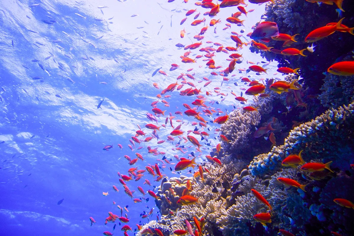 Private Scuba Diving Trip from Sokhna Port